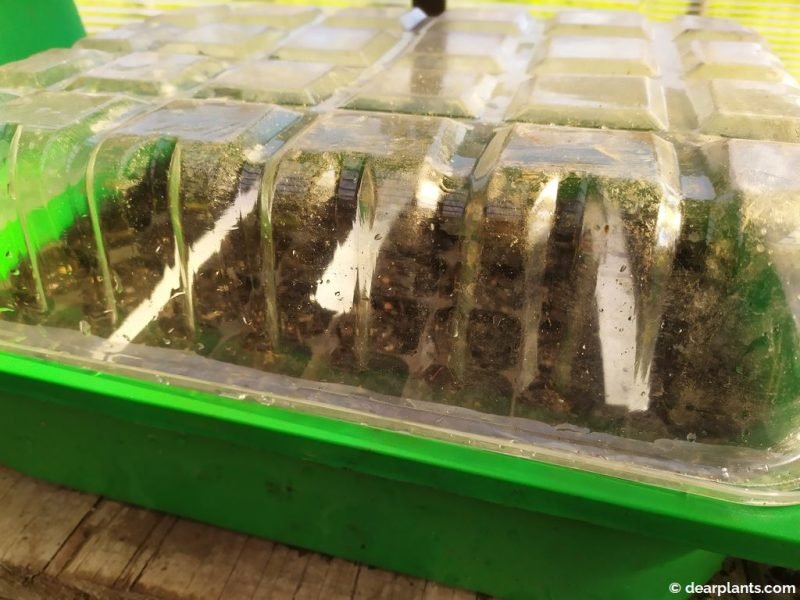 Seed tray covered with a transparent plastic - www.dearplants.com