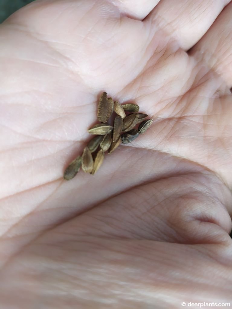 How to grow osteospermum from seed Dear Plants