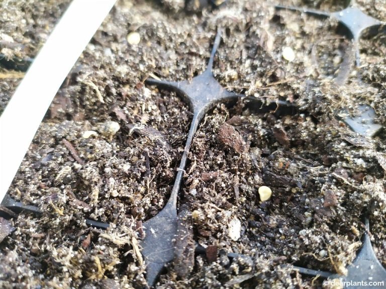 How to grow jalapenos from seeds Dear Plants