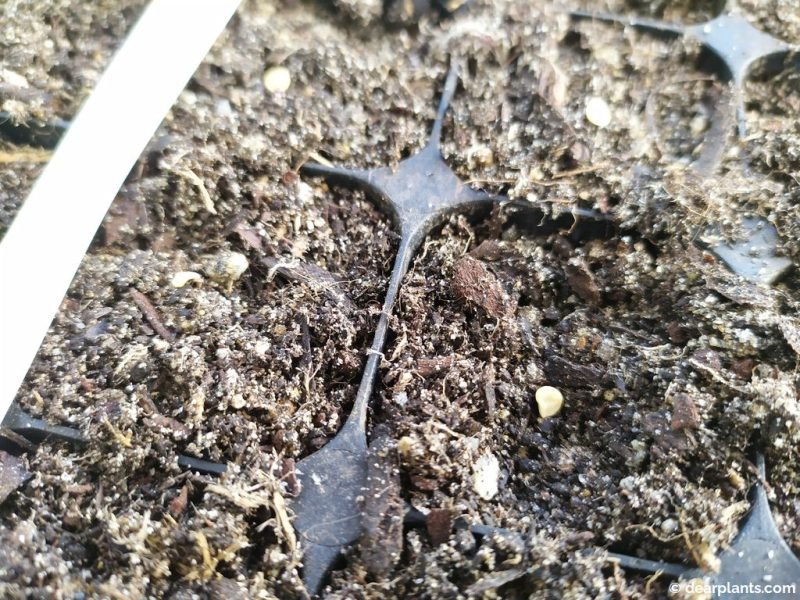 Sowing jalapeno pepper seeds in the germination tray - www.dearplants.com