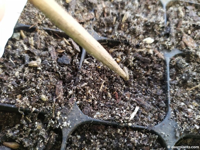 Sowing osteospermum seeds - african daisies or cape daisies - www.dearplants.com