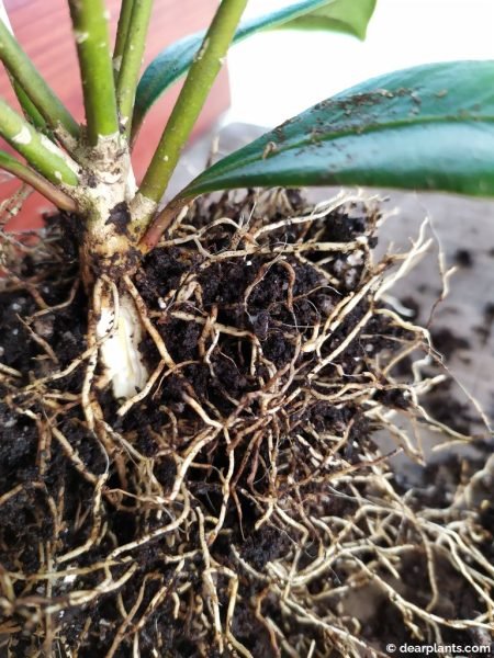 Split point in skimmia mother plant that will heal - www.dearplants.com