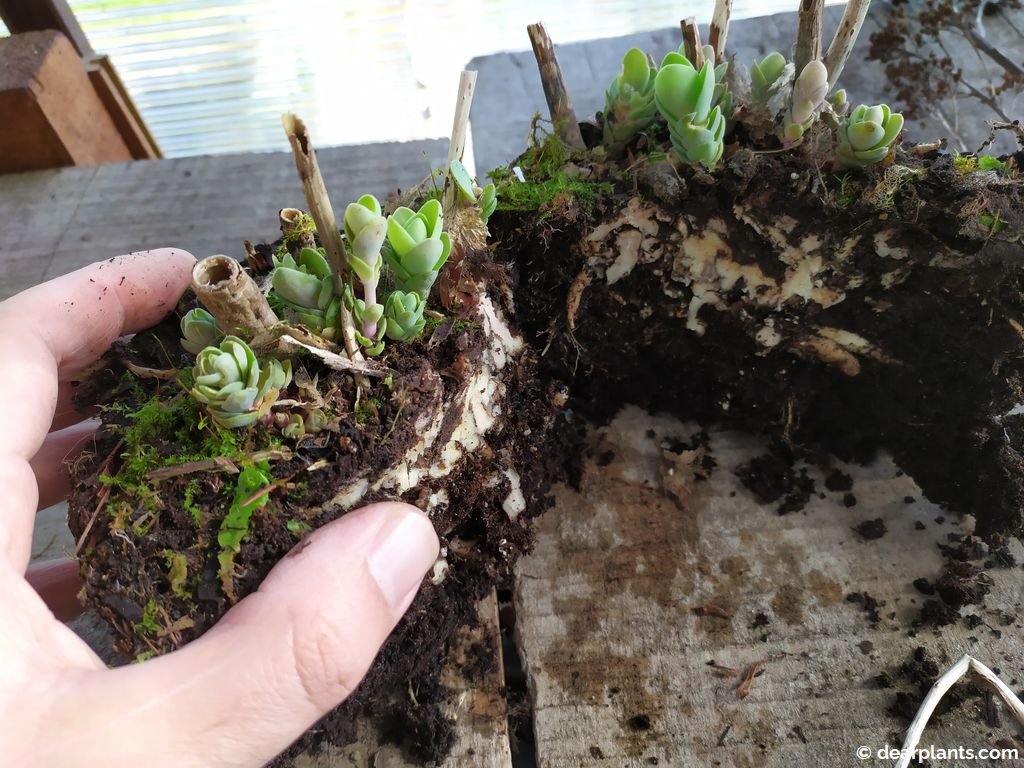 How to divide Sedum 'Autumn Joy' ('Herbstfreude') Dear Plants