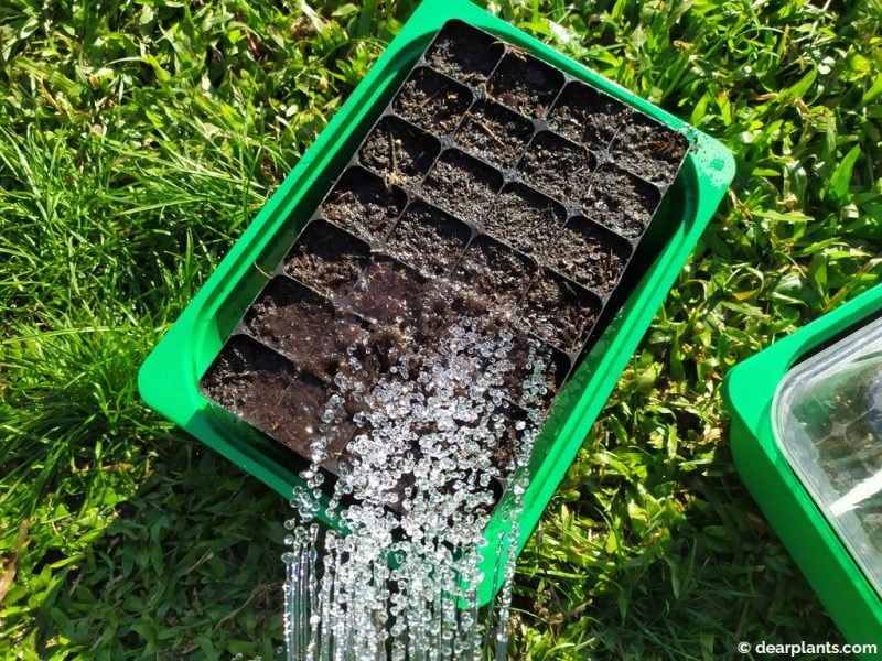 Watering the seeds - www.dearplants.com