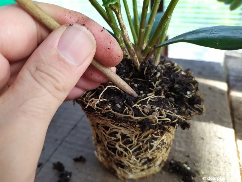 With a stick, loose the roots - www.dearplants.com