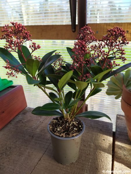 Young specimen of skimmia japonica - www.dearplants.com