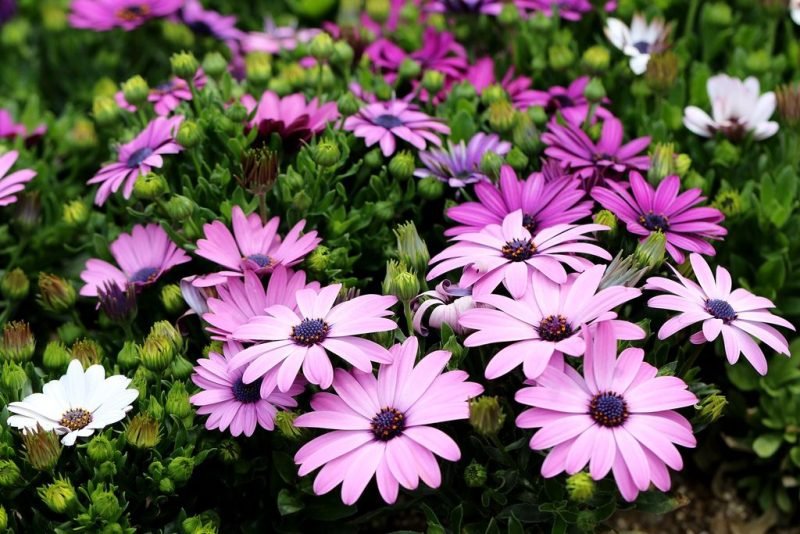 osteospermum flowers - african daisy or cape daisy - www.dearplants.com