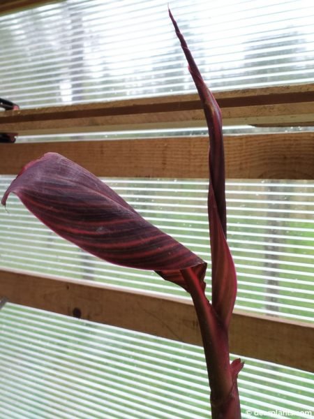 Canna indica, Indian shot 'Phasion' two weeks after planting - www.dearplants.com