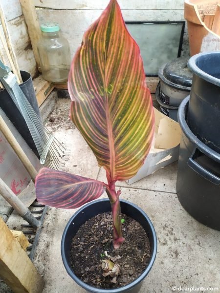 Canna indica 'Phasion' growing in pot at shelter - www.dearplants.com