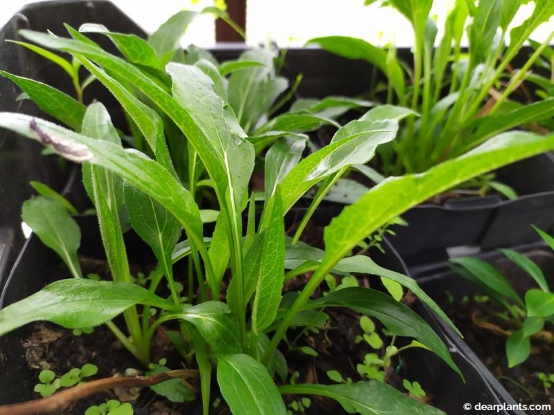 Coneflower (Echinacea pupurea) divisions growing in spring - www.dearplants.com