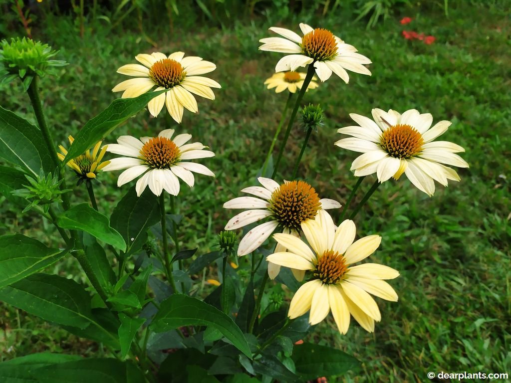 How to divide coneflower (Echinacea purpurea) Dear Plants