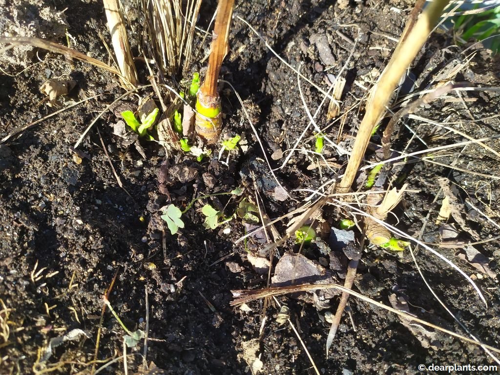 How to divide coneflower (Echinacea purpurea) Dear Plants