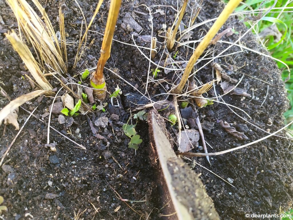 How to divide coneflower (Echinacea purpurea) Dear Plants
