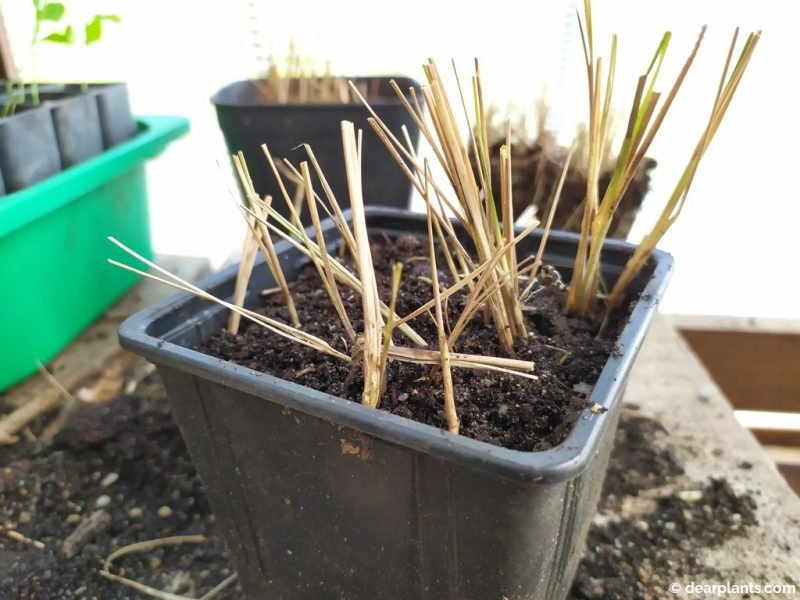 Division of Imperata cylindrica 'Red Baron' planted - www.dearplants.com