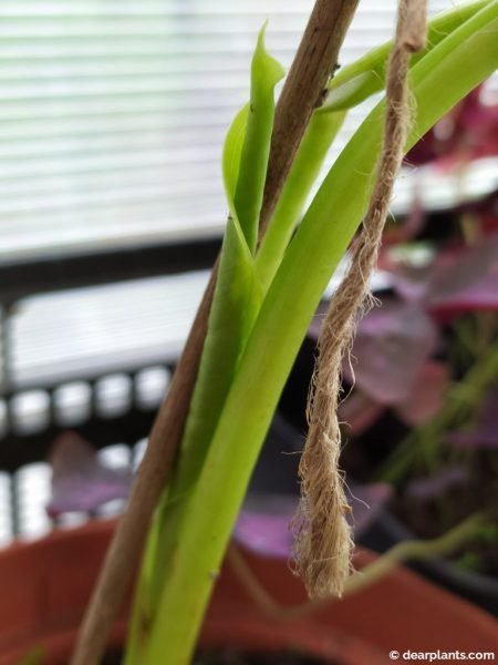 Four weeks after planting, we have a new leaf on Xanthosoma aurea 'Lime Zinger'
