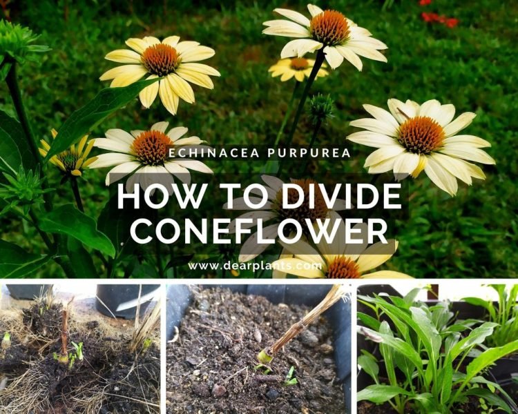 How to divide Coneflower (Echinacea pupurea) - www.dearplants.com