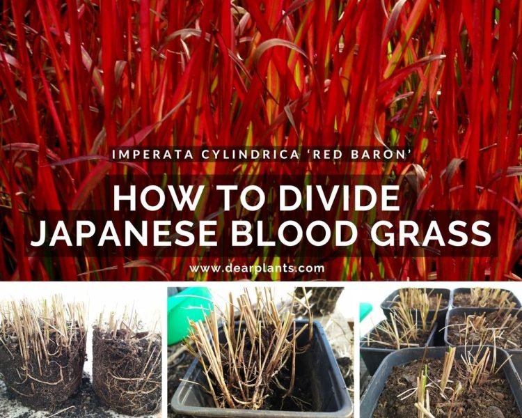 How to divide Japanese blood grass (Imperata cylindrica ‘Red Baron’) - www.dearplants.com