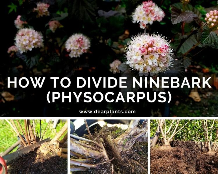 How to divide Ninebark (Physocarpus opulifolius) - www.dearplants.com