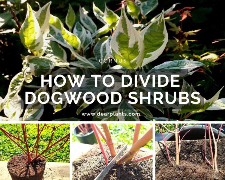 How to divide dogwood shrubs (Cornus) - www.dearplants.com