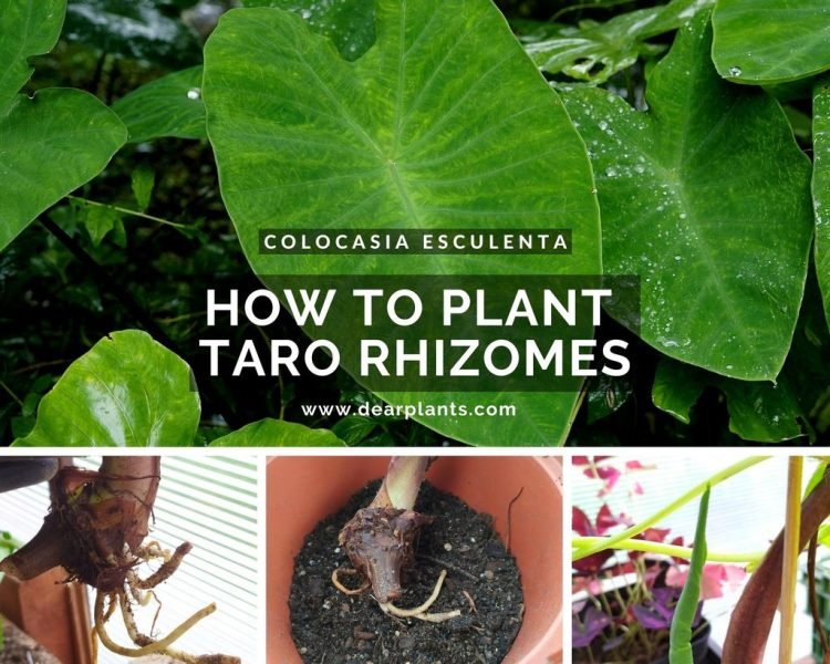 How to plant Taro rhizome divisions (Colocasia esculenta) - www.dearplants.com