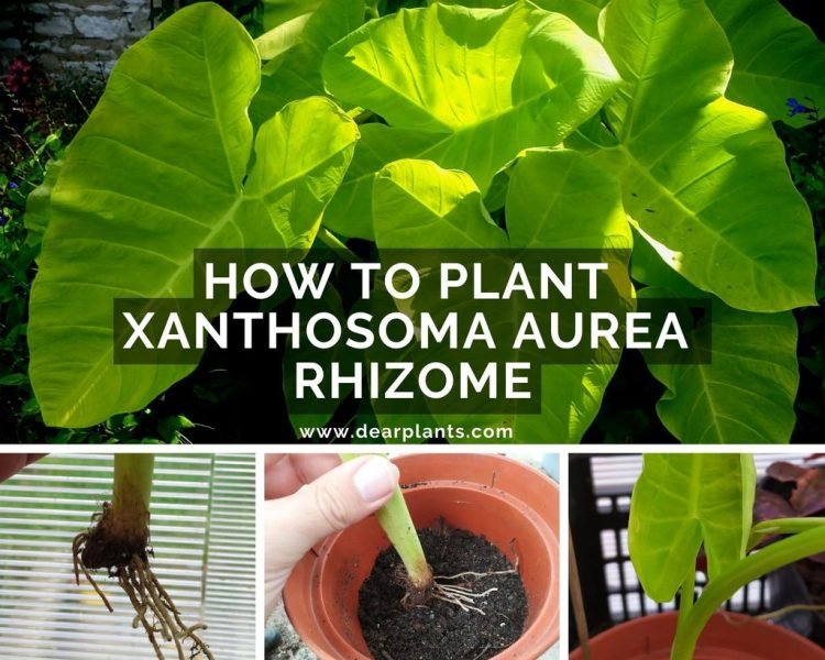How to plant Xanthosoma aurea rhizome divisions - www.dearplants.com