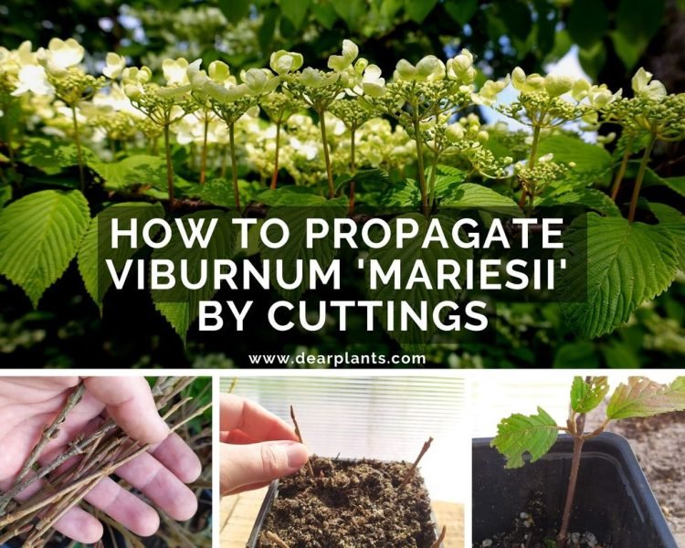 How to propagate Viburnum 'Mariesii' by cuttings - www.dearplants.com