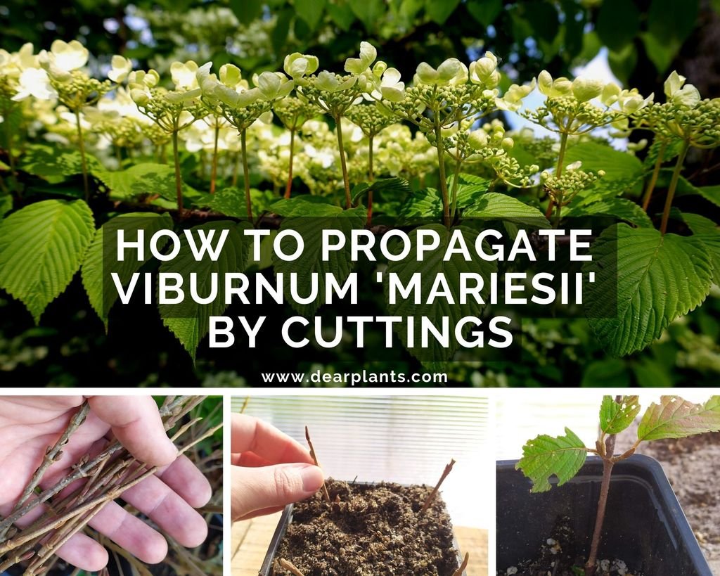 How to propagate Viburnum 'Mariesii' by cuttings - www.dearplants.com