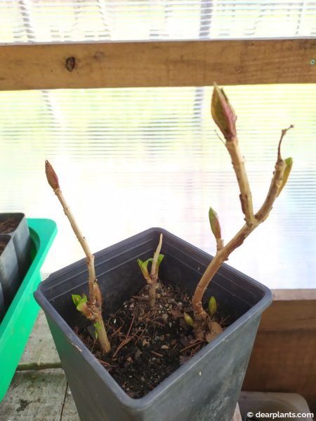 Hydrangea cuttings one year after - www.dearplants.com