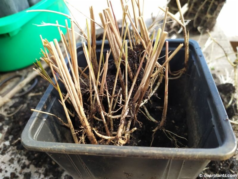 I plant each division of Imperata cylindrica ‘Red Baron’ (Japanese red grass) in its individual pot - www.dearplants.com