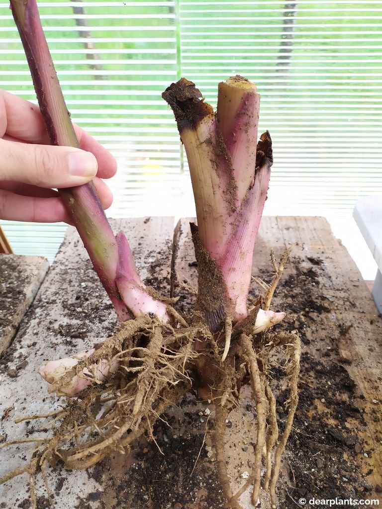 How to plant indian shot rhizomes (Canna indica) Dear Plants