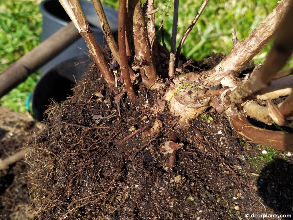 How to divide Ninebark (Physocarpus opulifolius) Dear Plants