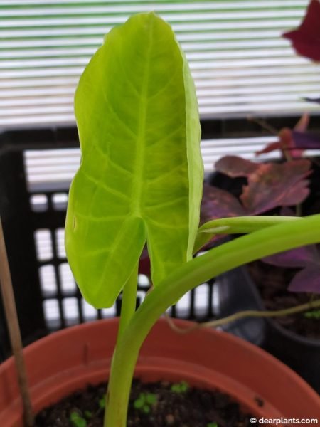 New Xanthosoma leaf confirming the plant is growing