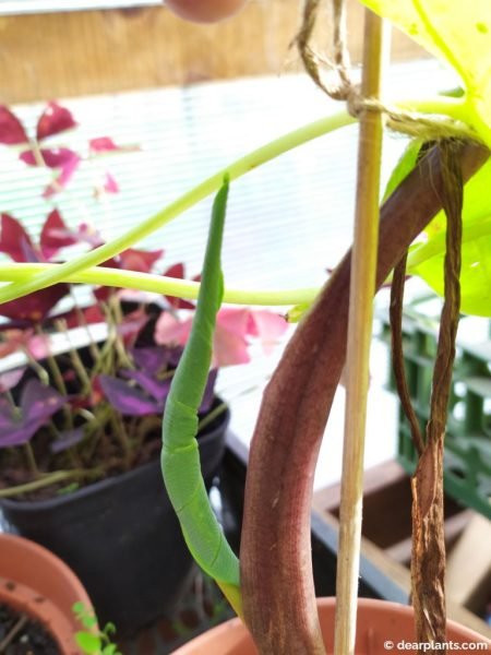 New leaf growing on division of Taro 'Black Petiole' (Colocasia esculenta 'Black Petiole') - www.dearplants.com