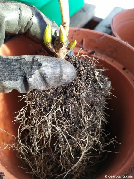 Plant each hydrangea individually - www.dearplants.com