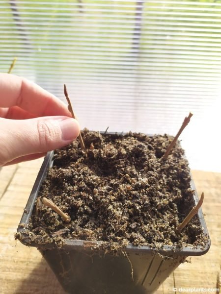 Planting Viburnum 'Mariesii' cuttings in a pot - www.dearplants.com