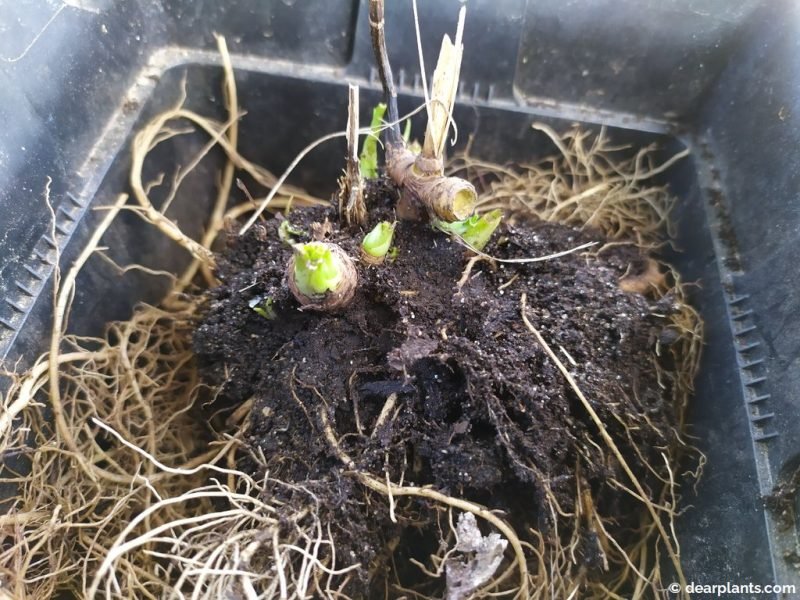 Planting each coneflower division - www.dearplants.com