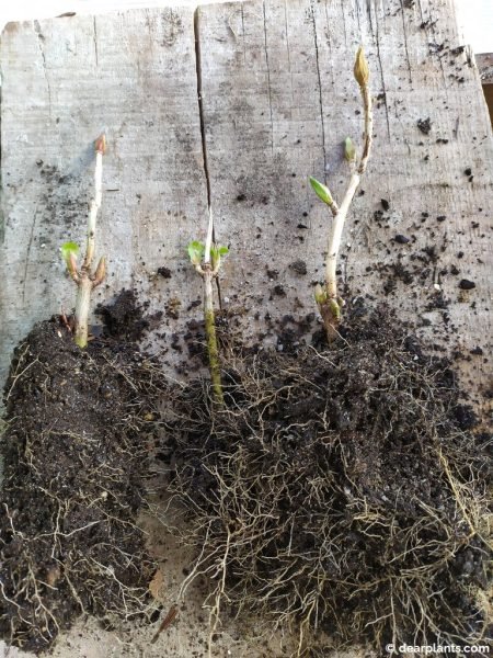 Separating each hydrangea plant - www.dearplants.com