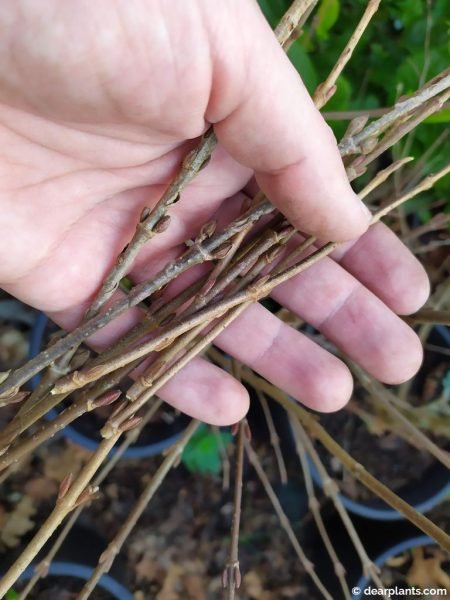 Taking Viburnum 'Mariesii' cuttings for propagation - www.dearplants.com