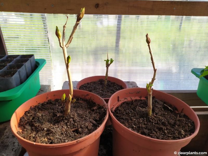 The three new Hydrangea plants ready to grow another year - www.dearplants.com