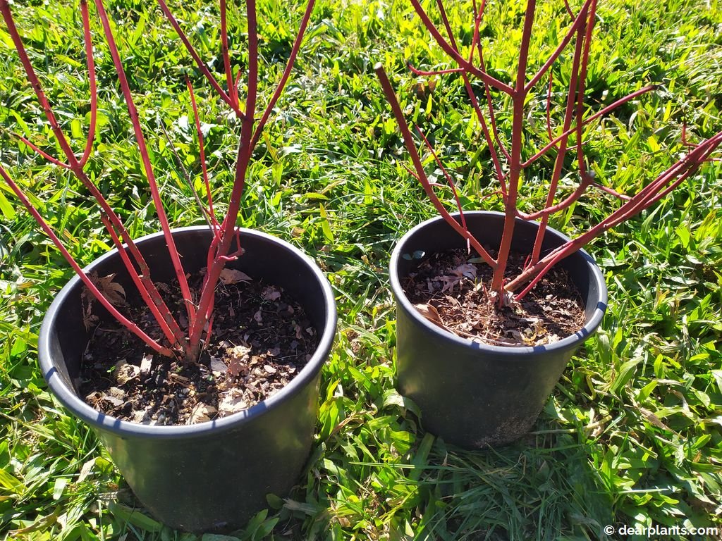 How to divide dogwood shrubs (Cornus) Dear Plants