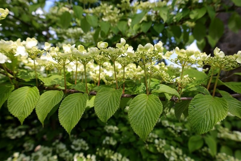 Viburnum plicatum f. tomentosum 'Mariesii' - Japanese snowball Mariesii' - www.dearplants.com