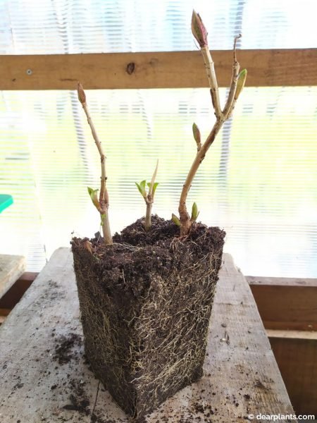 Well rooted hydrangea cuttings - www.dearplants.com