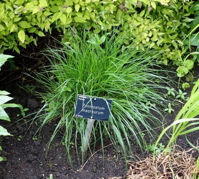 African feather grass (Pennisetum macrourum)