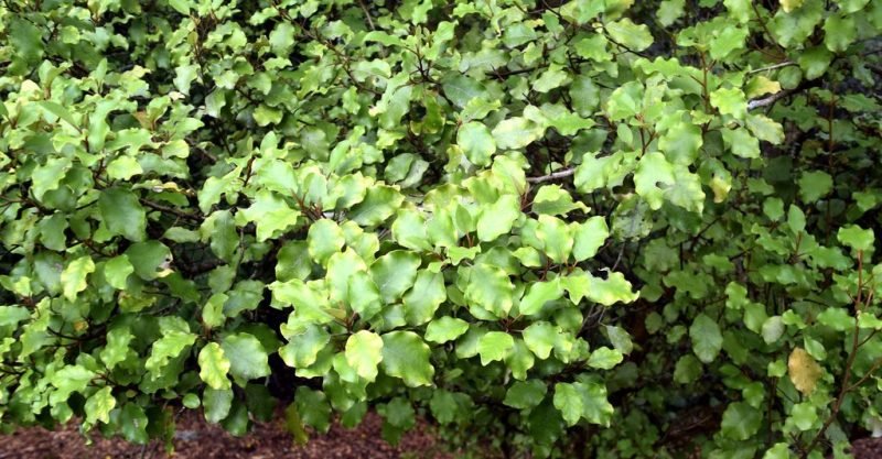Akiraho (Olearia paniculata)