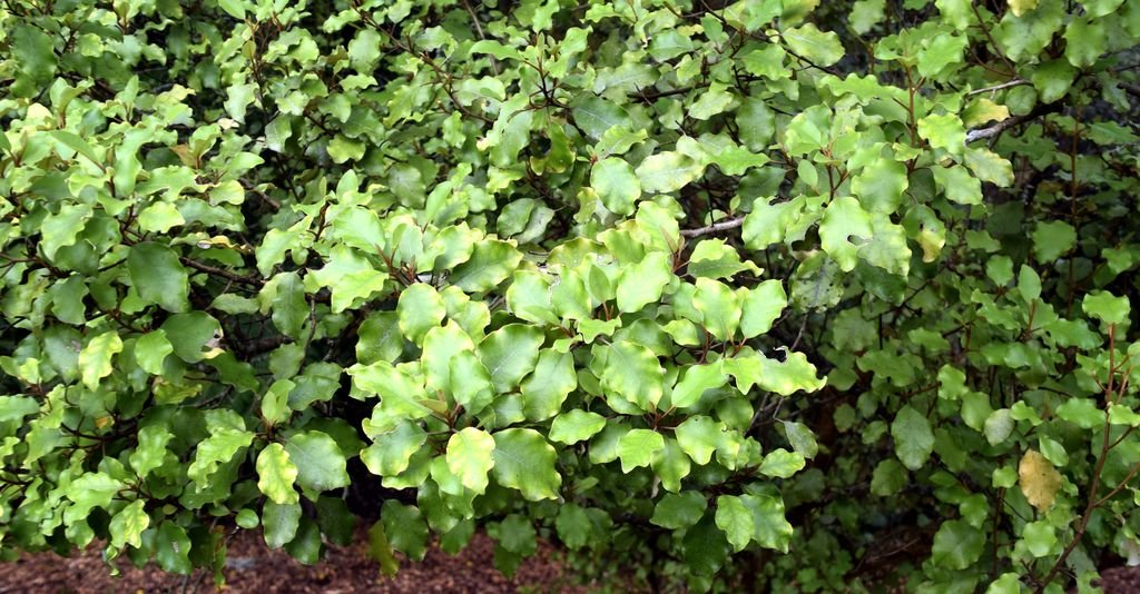 Akiraho (Olearia paniculata)