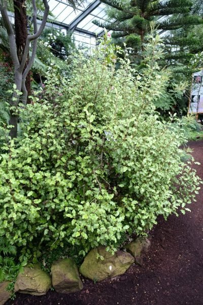 How to plant Akiraho (Olearia paniculata)_1