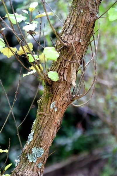 Where to plant Akiraho (Olearia paniculata)_2