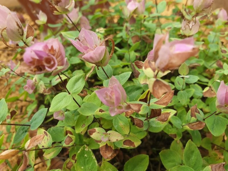 Amanus oregano (Origanum amanum)
