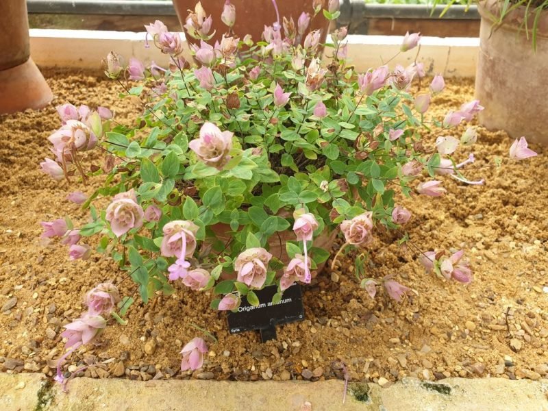 How to plant Amanus oregano (Origanum amanum)_1