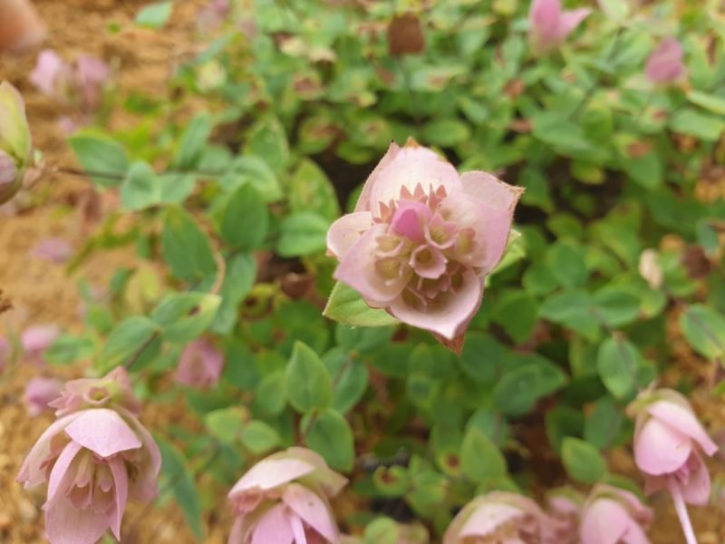 Where to plant Amanus oregano (Origanum amanum)_2